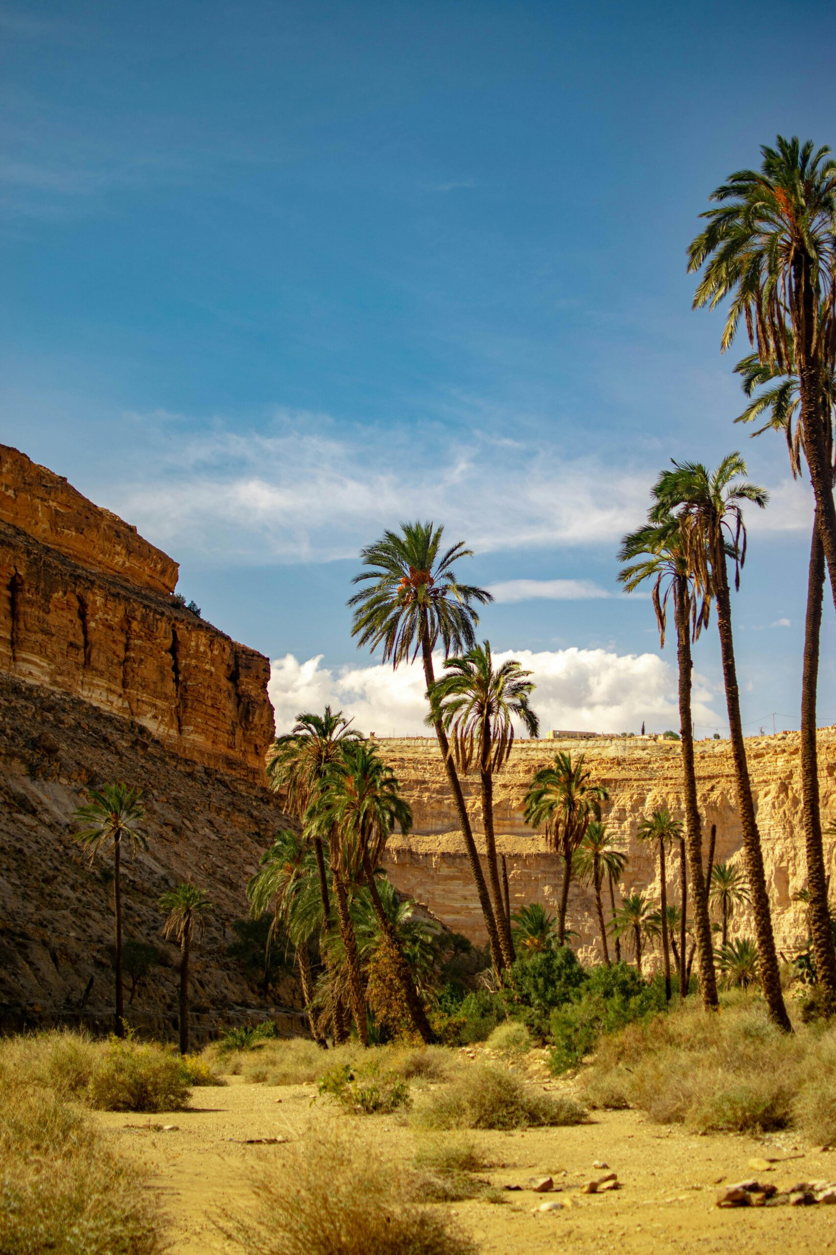 Coconut Trees Near Brown Rock Formation